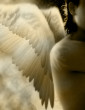 an angel with white feathered wings